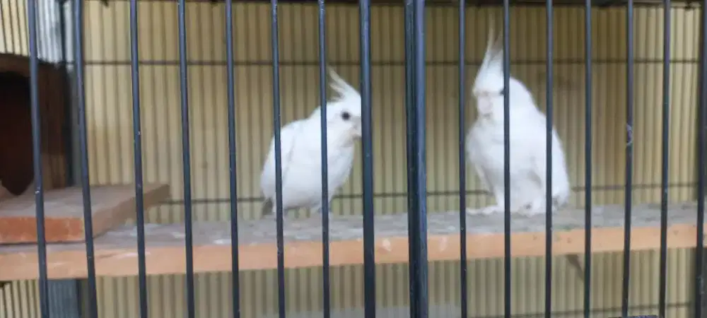 Falk parkit australia AlbinobMM