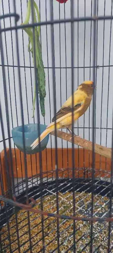 Kenari paud dara gacoran