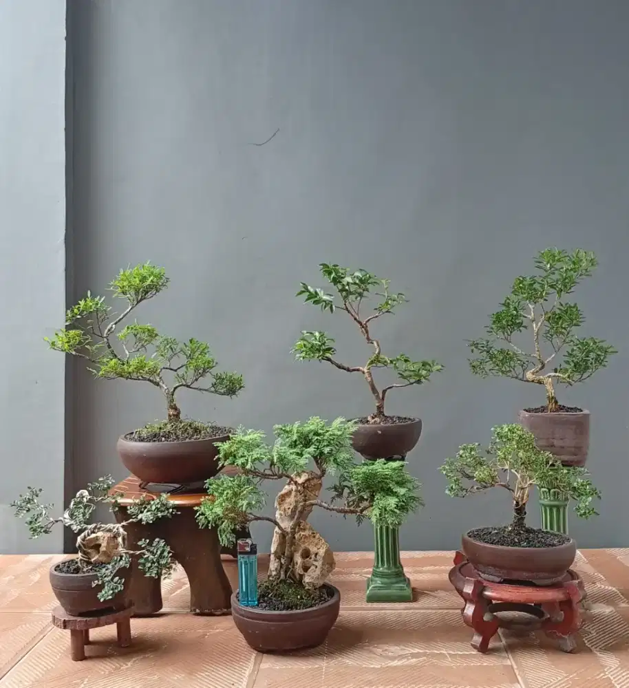 Jual borongan murah bonsai ada 6 pohon.