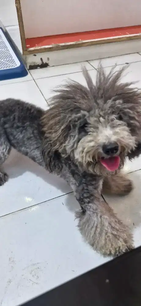 Adopsi Anak Poodle 2 bln