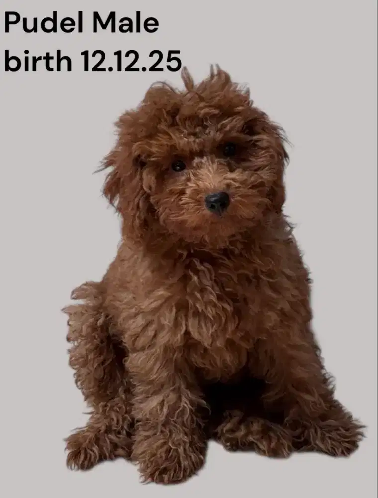 Open adopt Poodle Male

Usia 3blnan
Nonstb