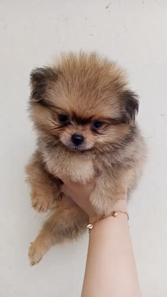 ANAK ANJING MINI POM MIXED SHIH TZU