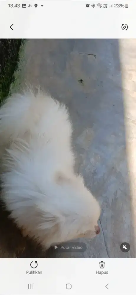 Betina Minipom Dewasa