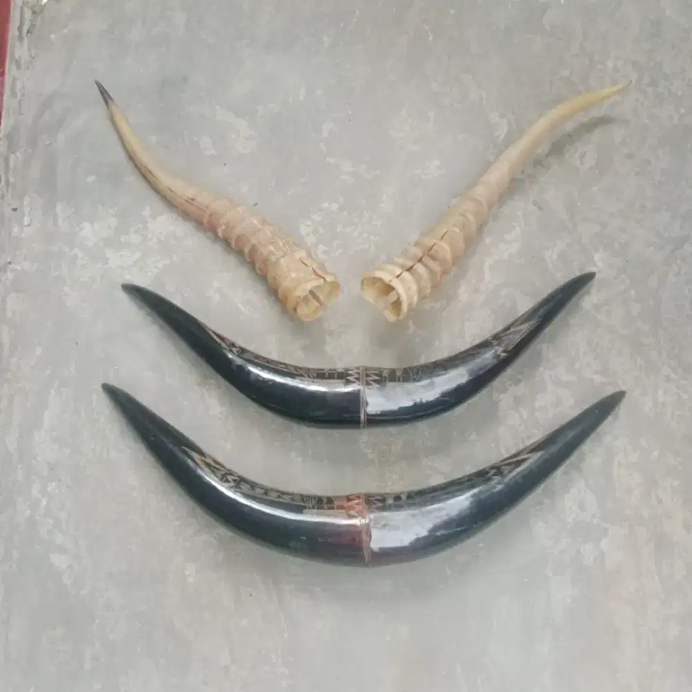 Pajangan tanduk hewan