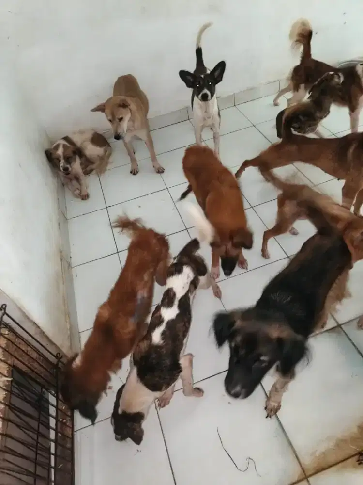 Dicari kennel boy dan girl