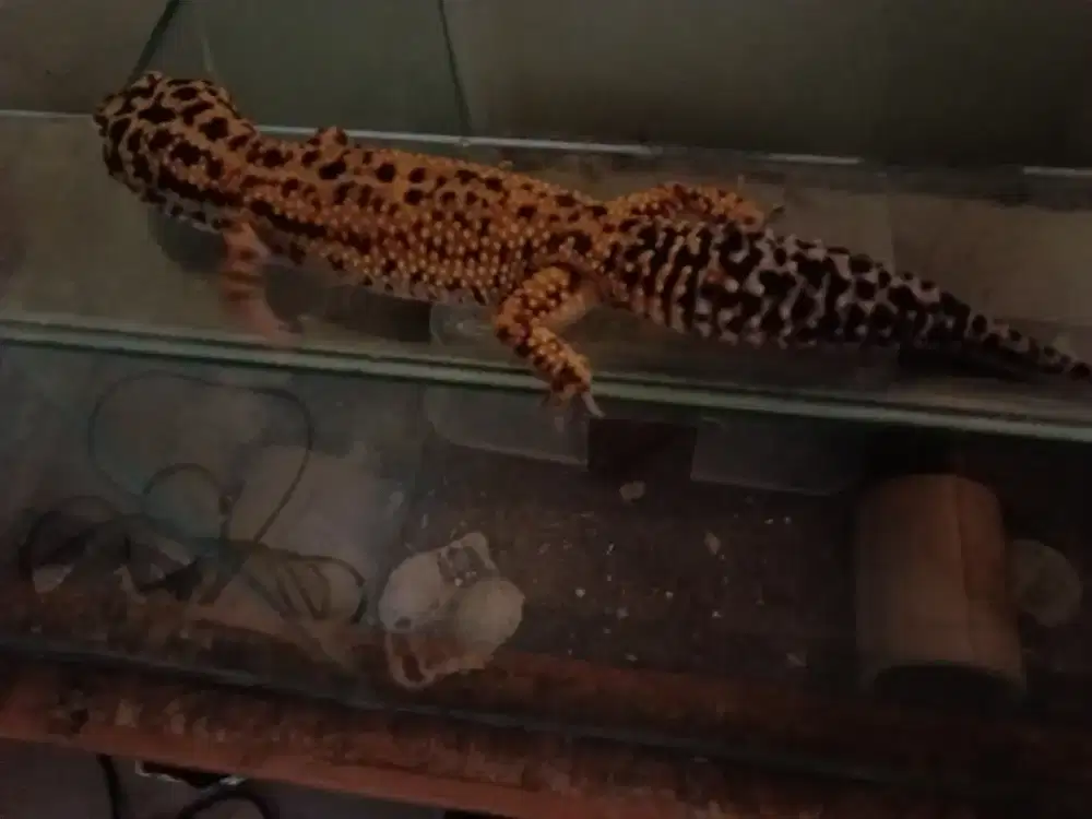 Leopard Gecko 26 CM Up