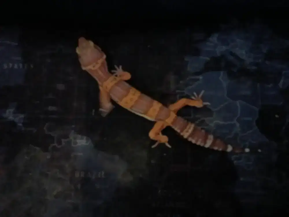 Leopard Gecko Juvenile Macam2 Morph