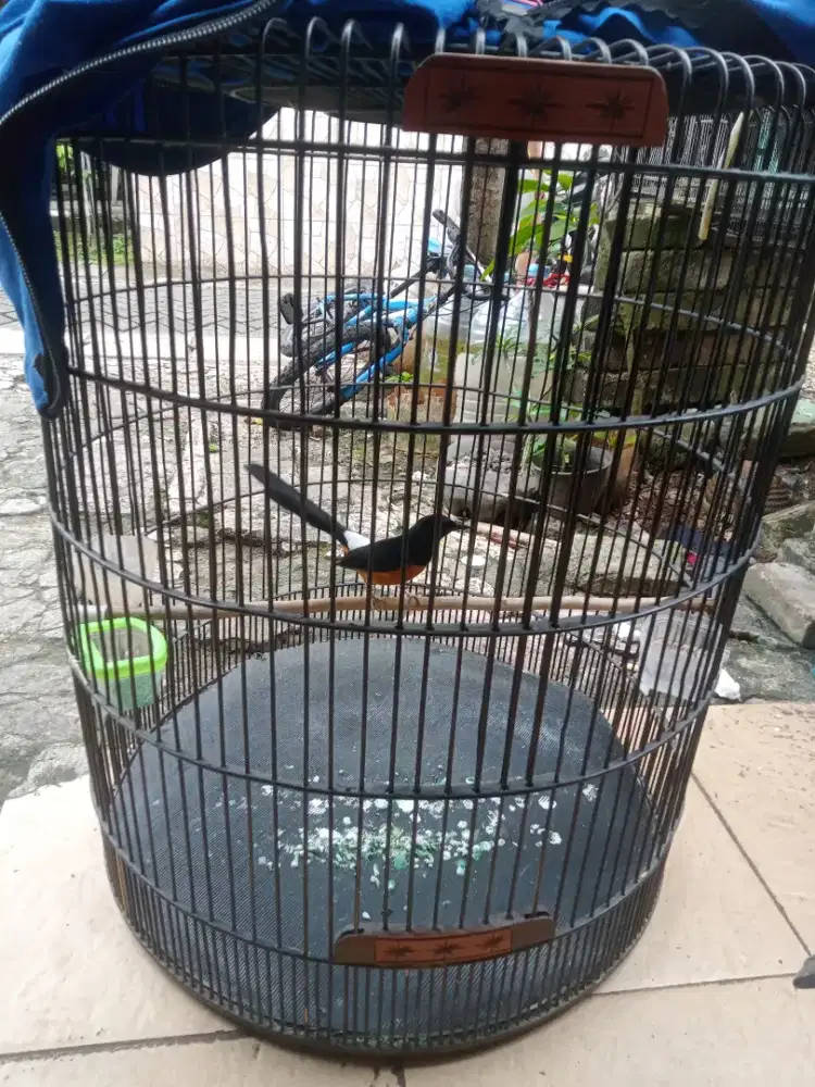 Murai trotol trah prestasi