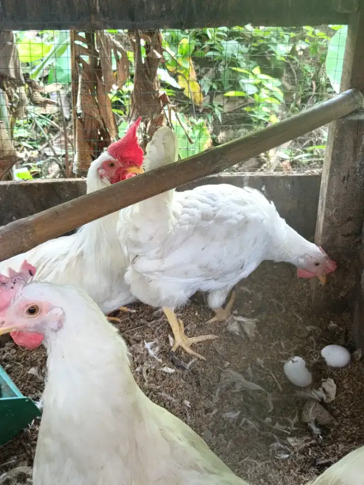Telur fertil ayam white Leghorn