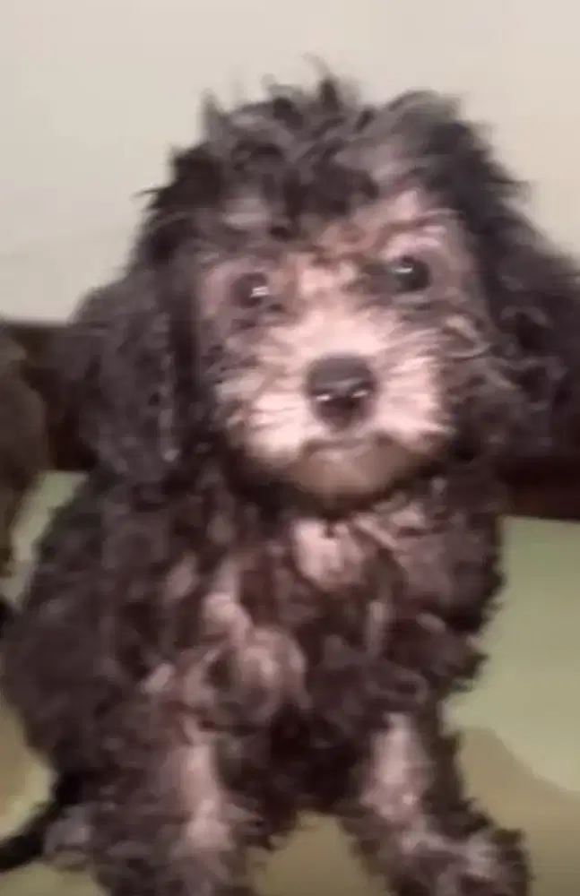 Maltipo mix poodle