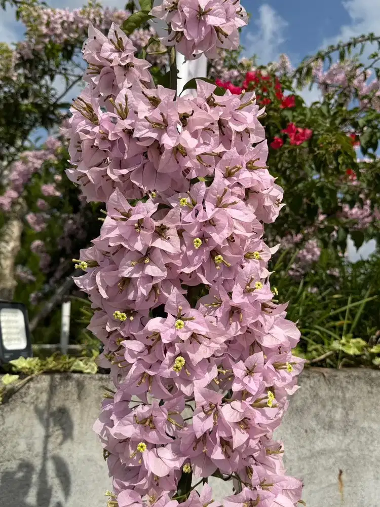 Dibutuhkan Asisten Rumah Tangga Menginap