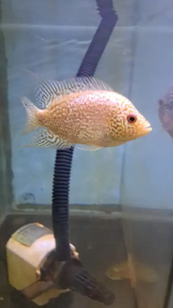 Louhan cencu gb betina