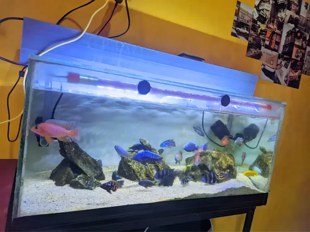 Aquarium Uk 70x30x30 full 8ml