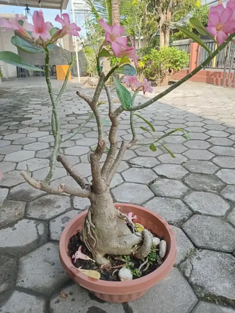 Bonsai bunga kamboja lokal
