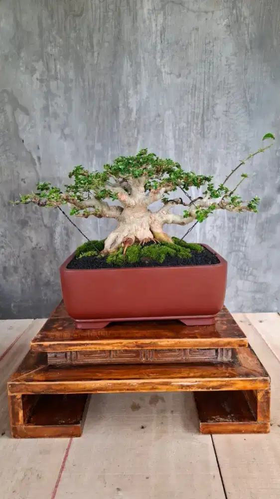 Bonsai cantik dan Indah