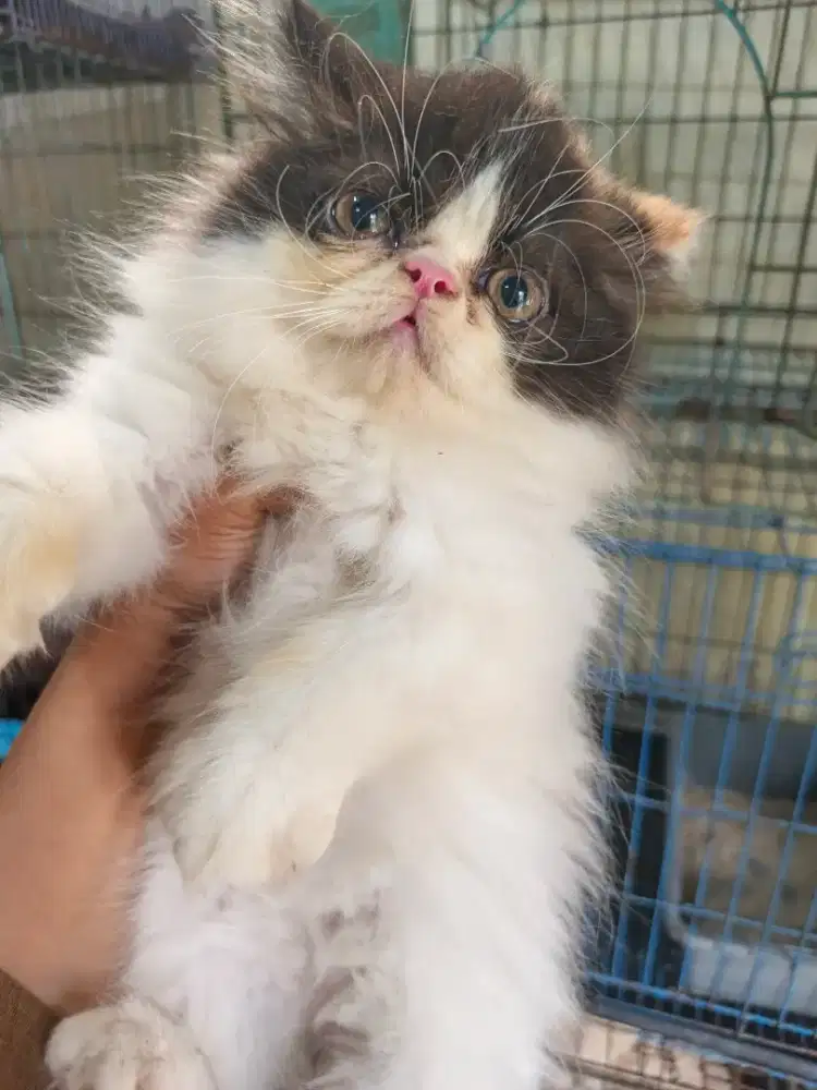 Kucing persia betina 3 bln