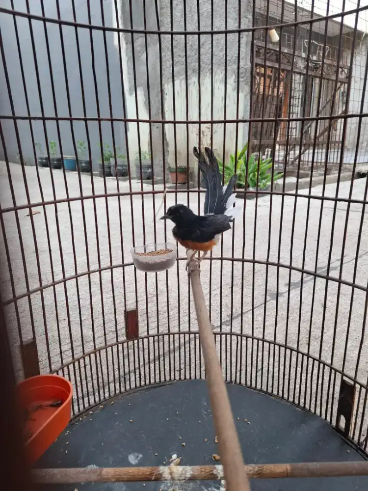 Murai medan deker Murmer