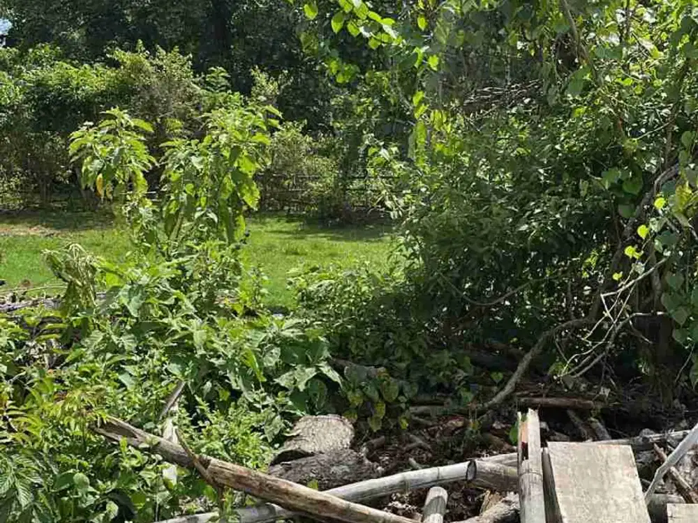 disewakan tanah 5 are  harga 10 juta /are /tahundekat politeknik jimbaran badung bali