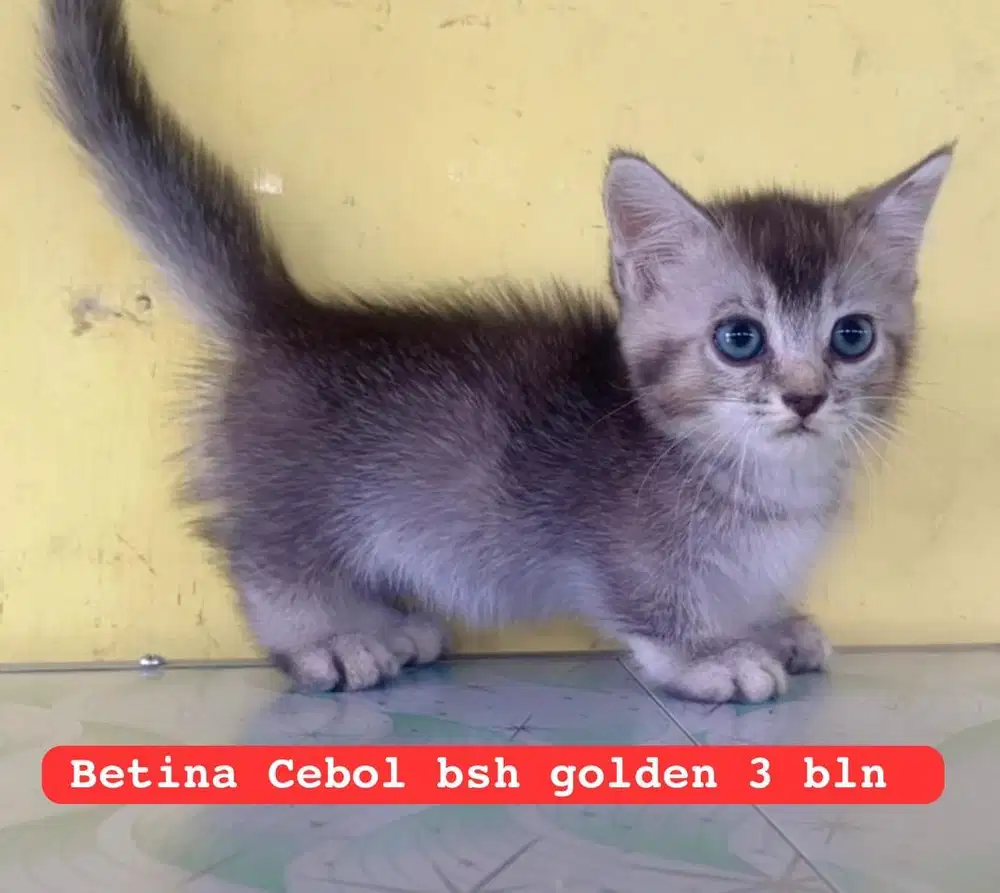 Kucing ras bsh cebol bukan persia
