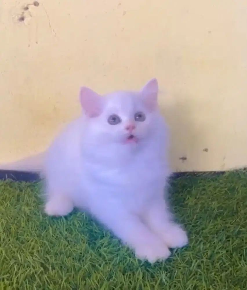 Kucing ras persia kitten gembul gendut