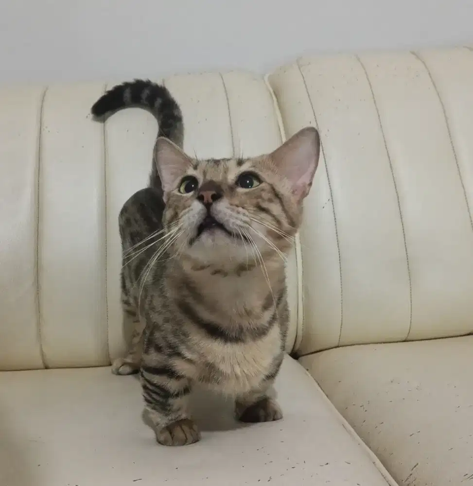 Kucing munchkin shorthair