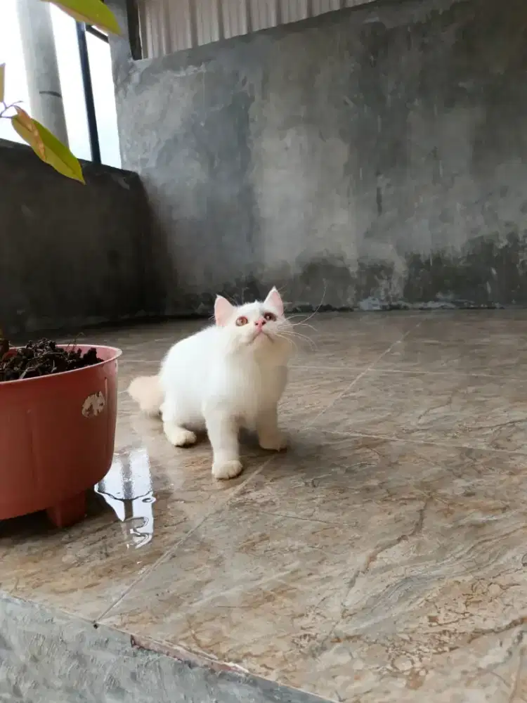 Persia medium kelamin betina