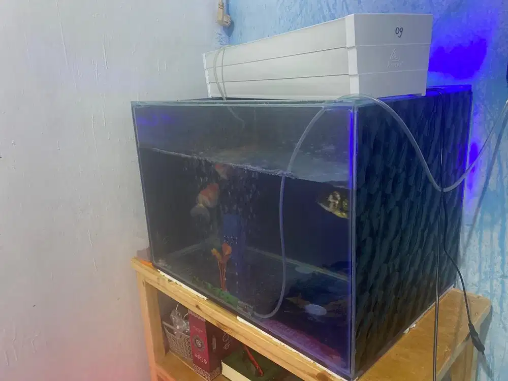 aquarium lebar 60 x 40 x 40