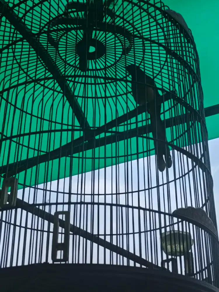 Burung Murai gacor Fs