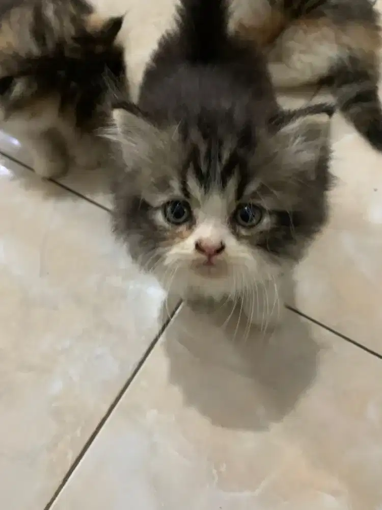 Kucing Mix Persia dan Peaknose