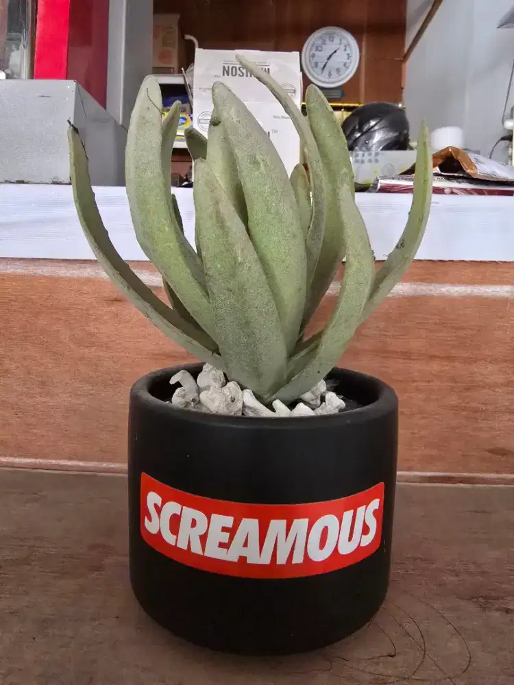 TANAMAN HIAS POT KERAMIK MINIMALIS