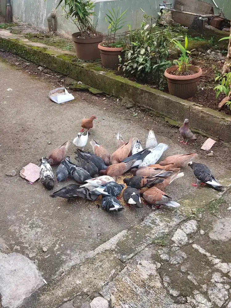 Jual burung dara burung merpati