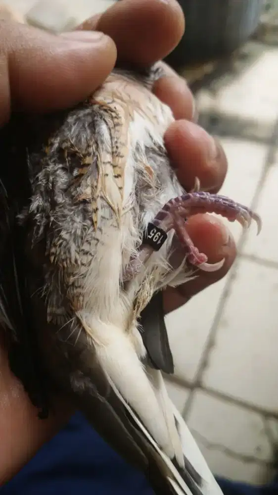 Perkutut Bangkok Trah Juara