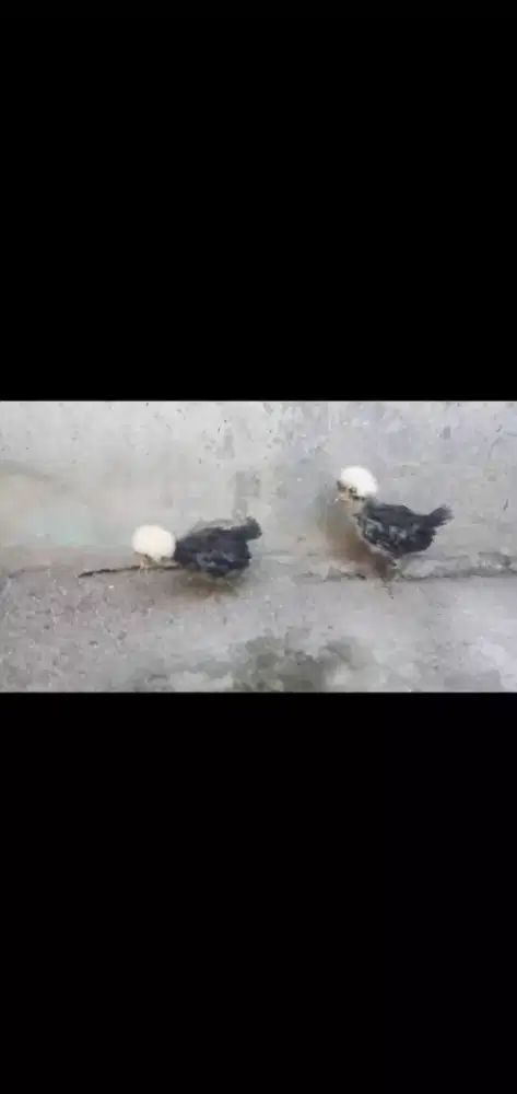 Ayam Poland white crested (1 pasang).