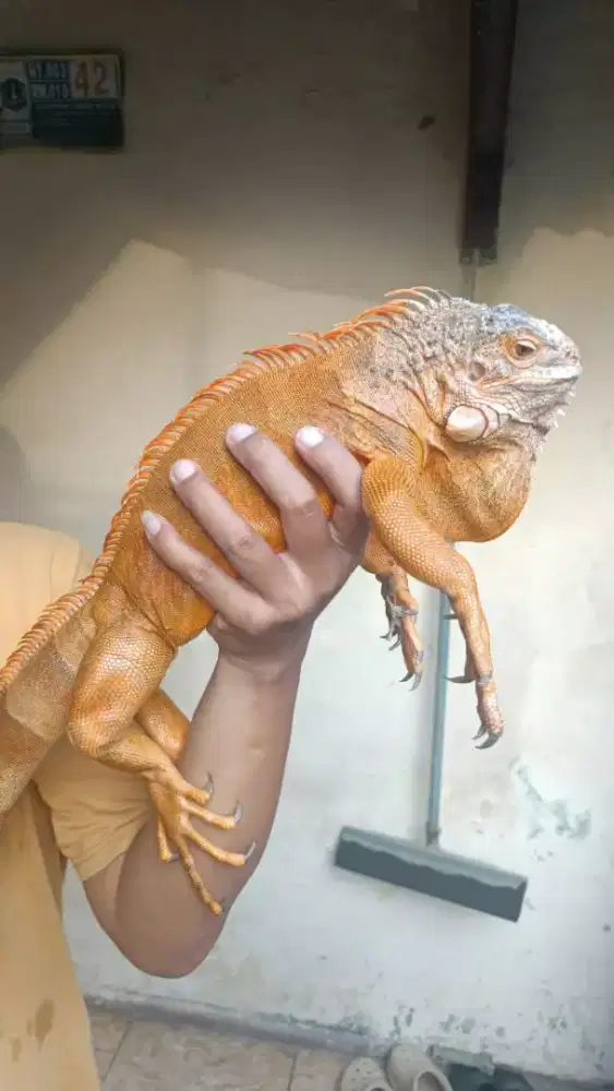 RED IGUANA JUMBO