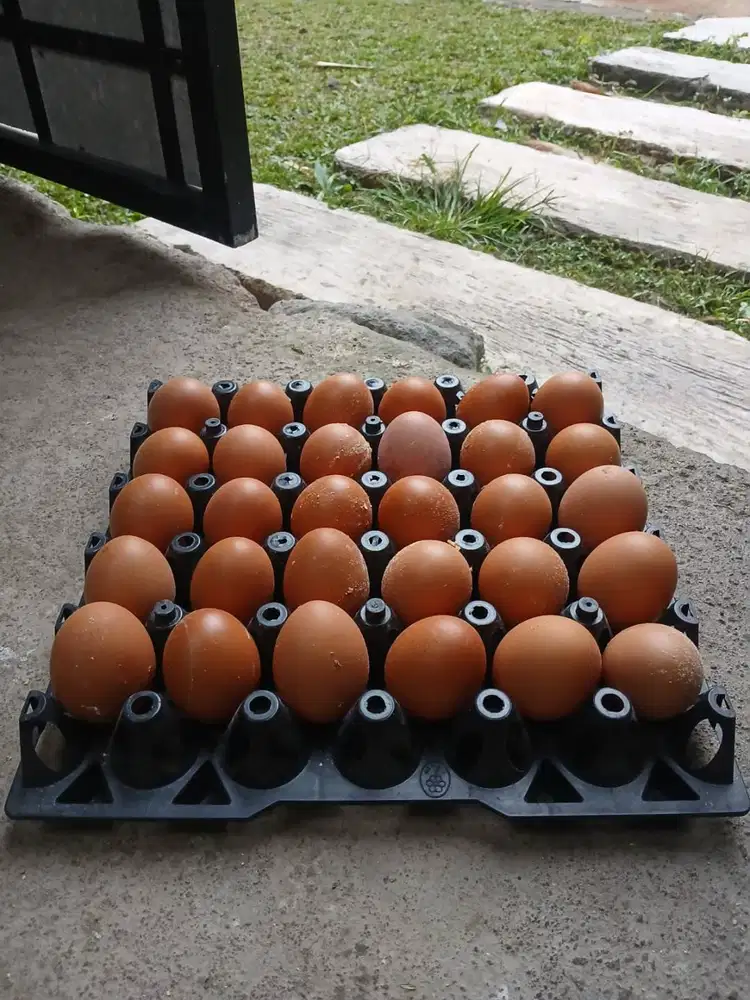 Jual Telor Ayam Kawasan Turi Girikerto Sleman