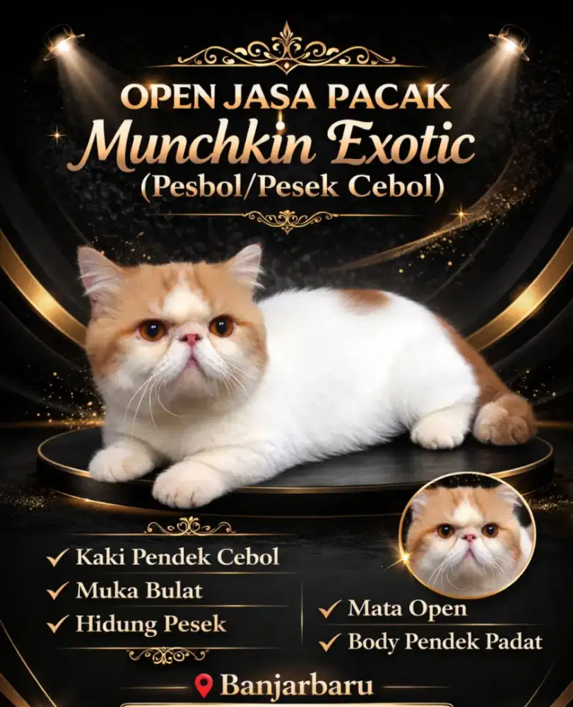 Jasa pacak kucing