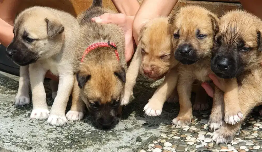 Puppies umur 1 bulan mix pitbull xbhusky