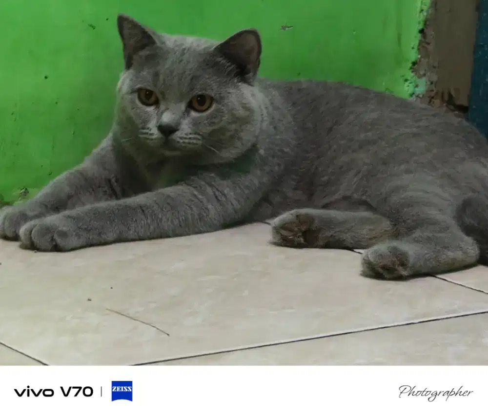 Kucing British Shorthair