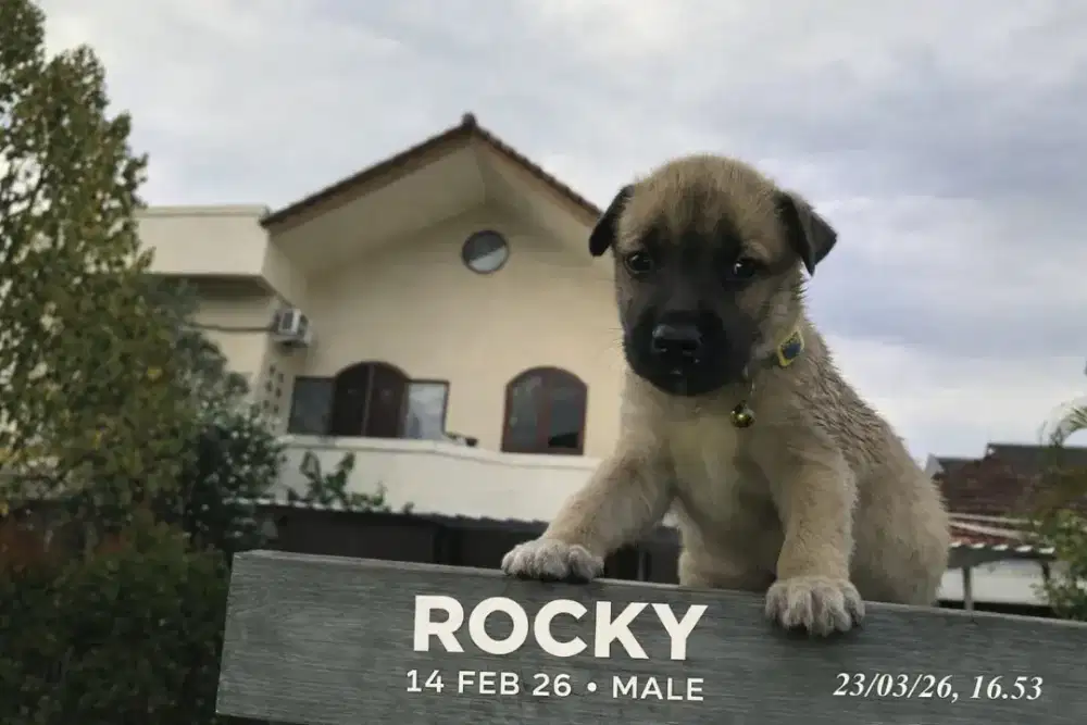 Puppies umur 2 bulan mix pitbull xbhusky