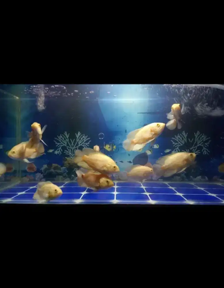 Ikan Oscar dan aquarium full set