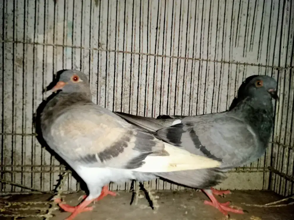 Burung dara betina muda