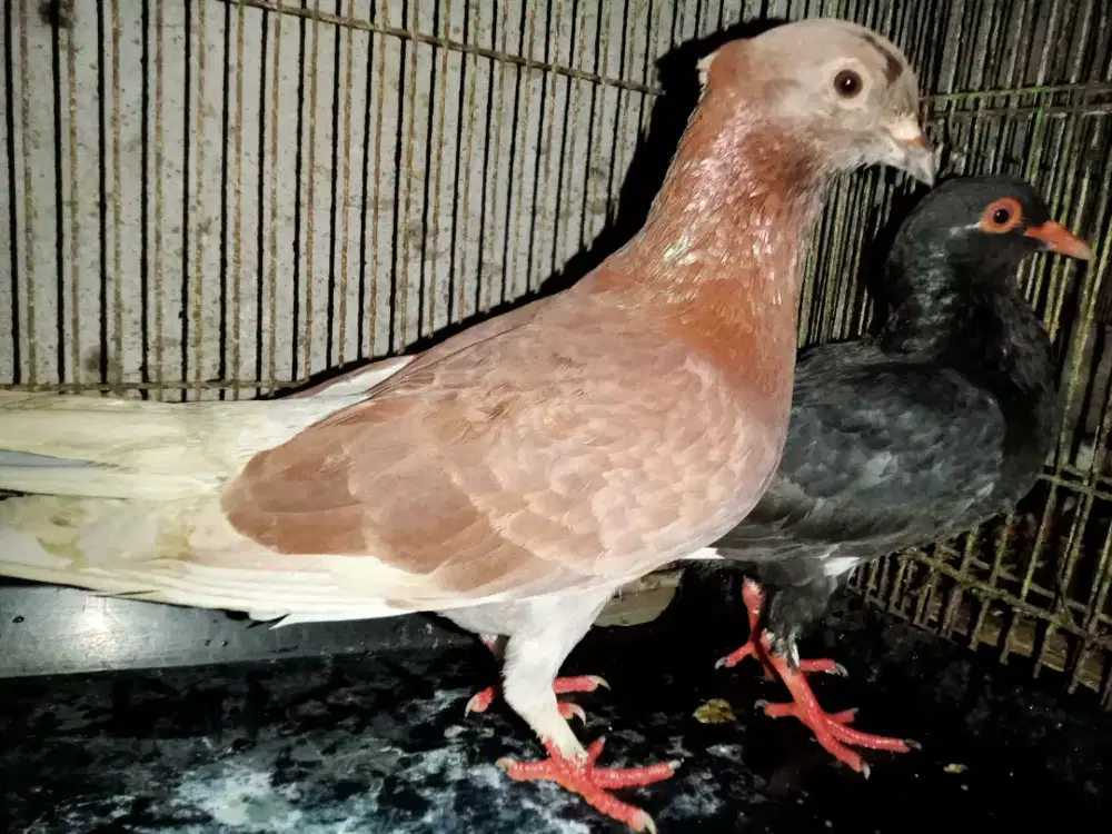 Burung dara baru jodoh