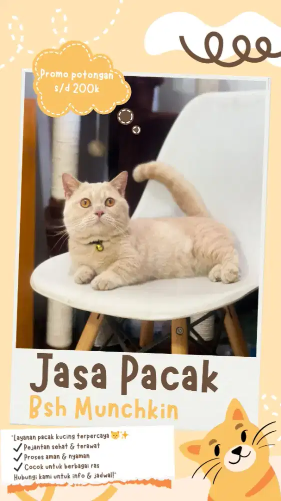 PACAK BSH MUNCHKIN