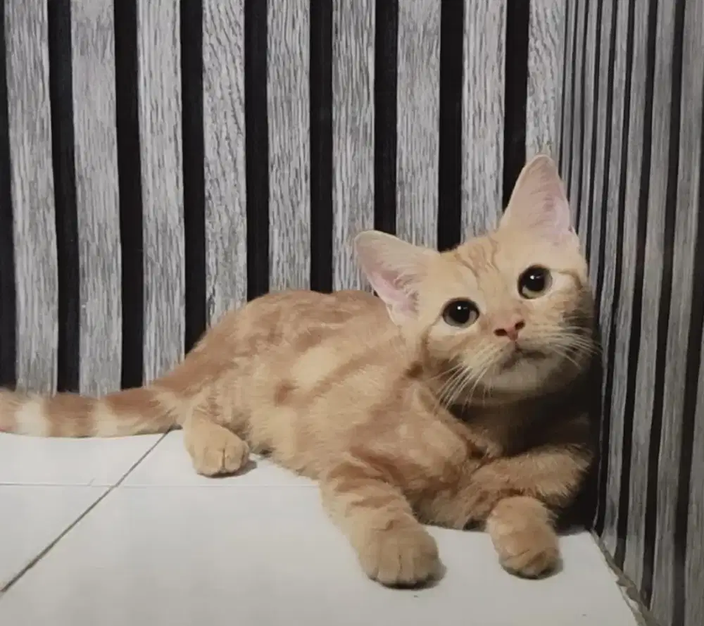 Mix breed bsh parent ada di rumah