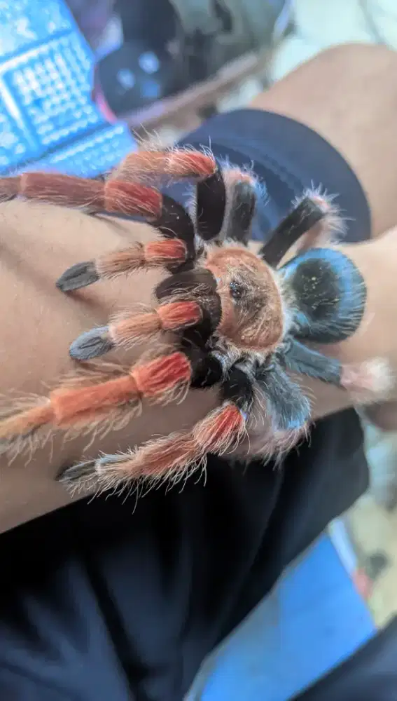 tarntula boehmei female