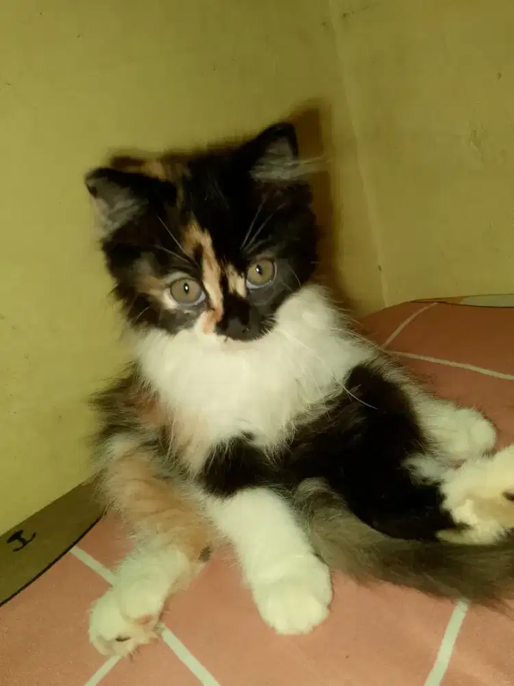 Anakan Persia kitten