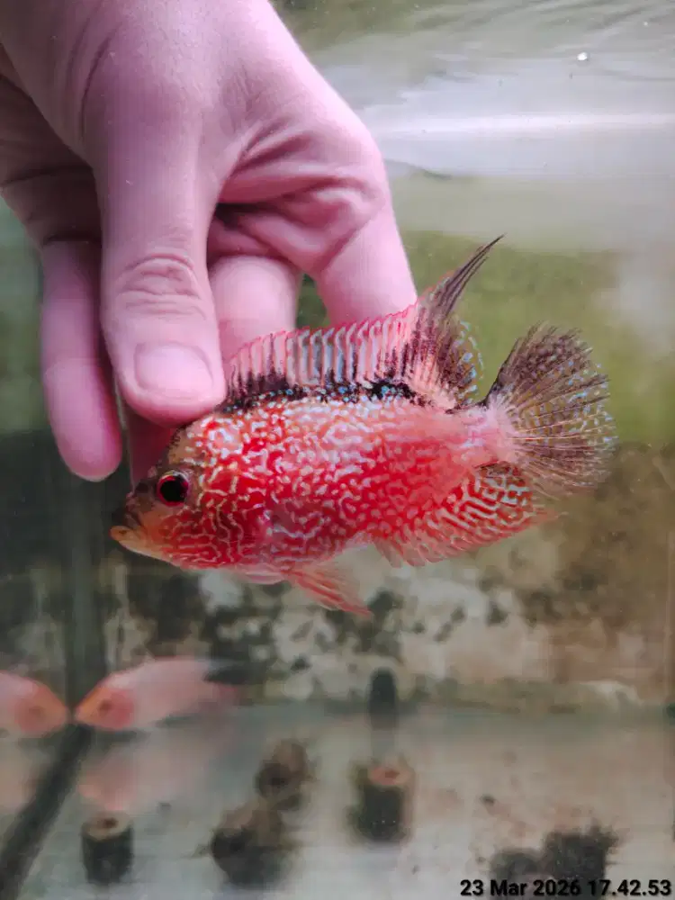 ikan lohan gb 8cm proses mutasi full mutiara cerah warna oren merah