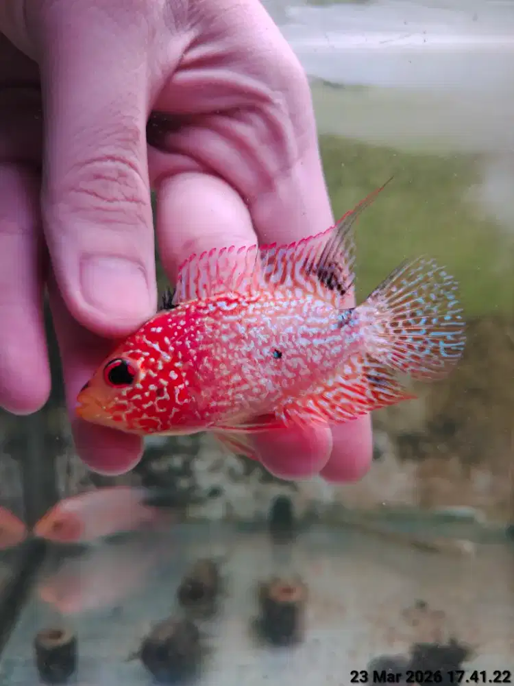 ikan lohan gb 7cm proses mutasi full mutiara cerah warna oren merah