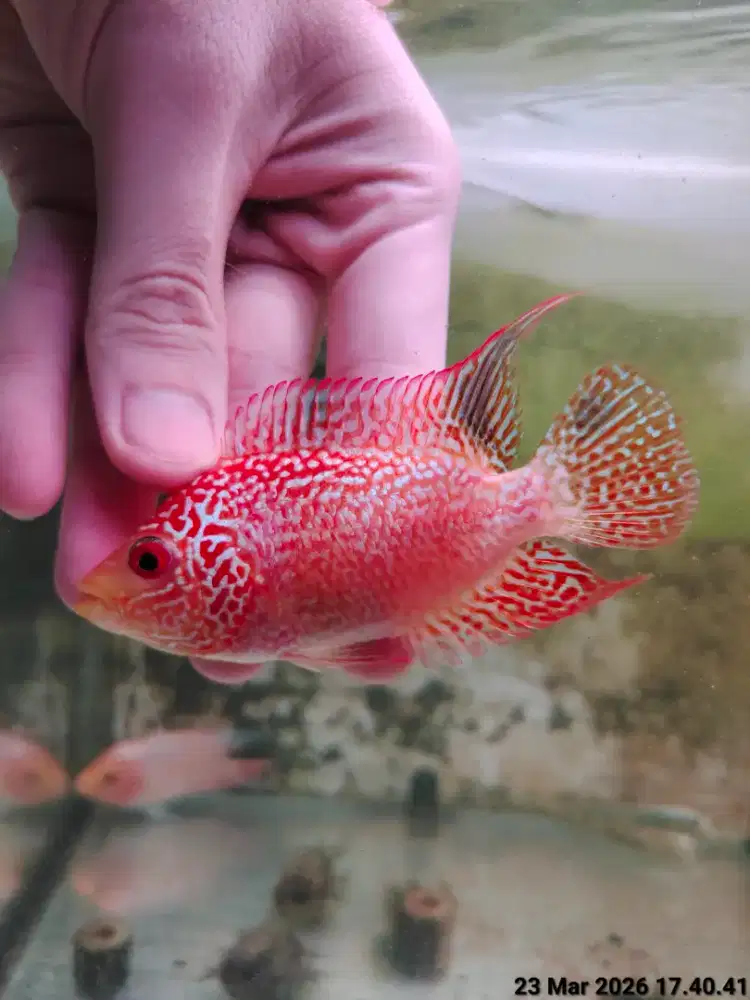 ikan lohan gb 8cm full mutiara mutasi goldenbase cencu cerah oren red