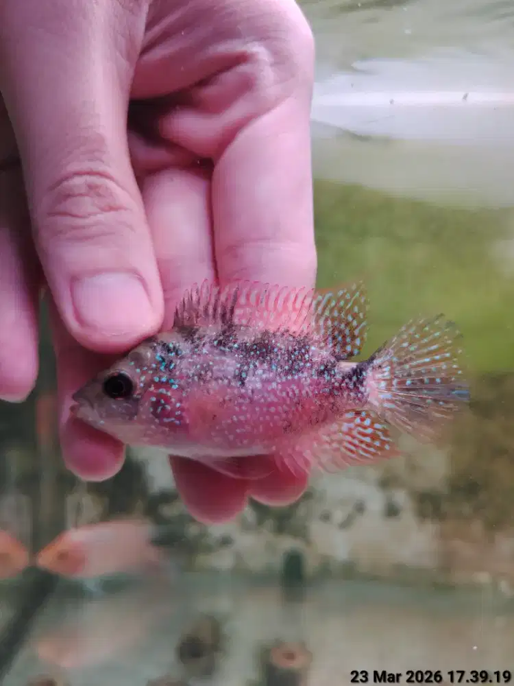 ikan lohan gb 6cm proses mutasi full mutiara cerah warna oren merah